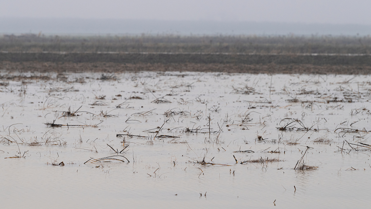 Standing water in a farmer&rsquo;s field in the Dunnigan area of Yolo County, which saw a dramatic amount of rainfall and rising water in early January 2023.