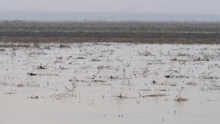 Standing water in a farmer&rsquo;s field in the Dunnigan area of Yolo County, which saw a dramatic amount of rainfall and rising water in early January 2023.
