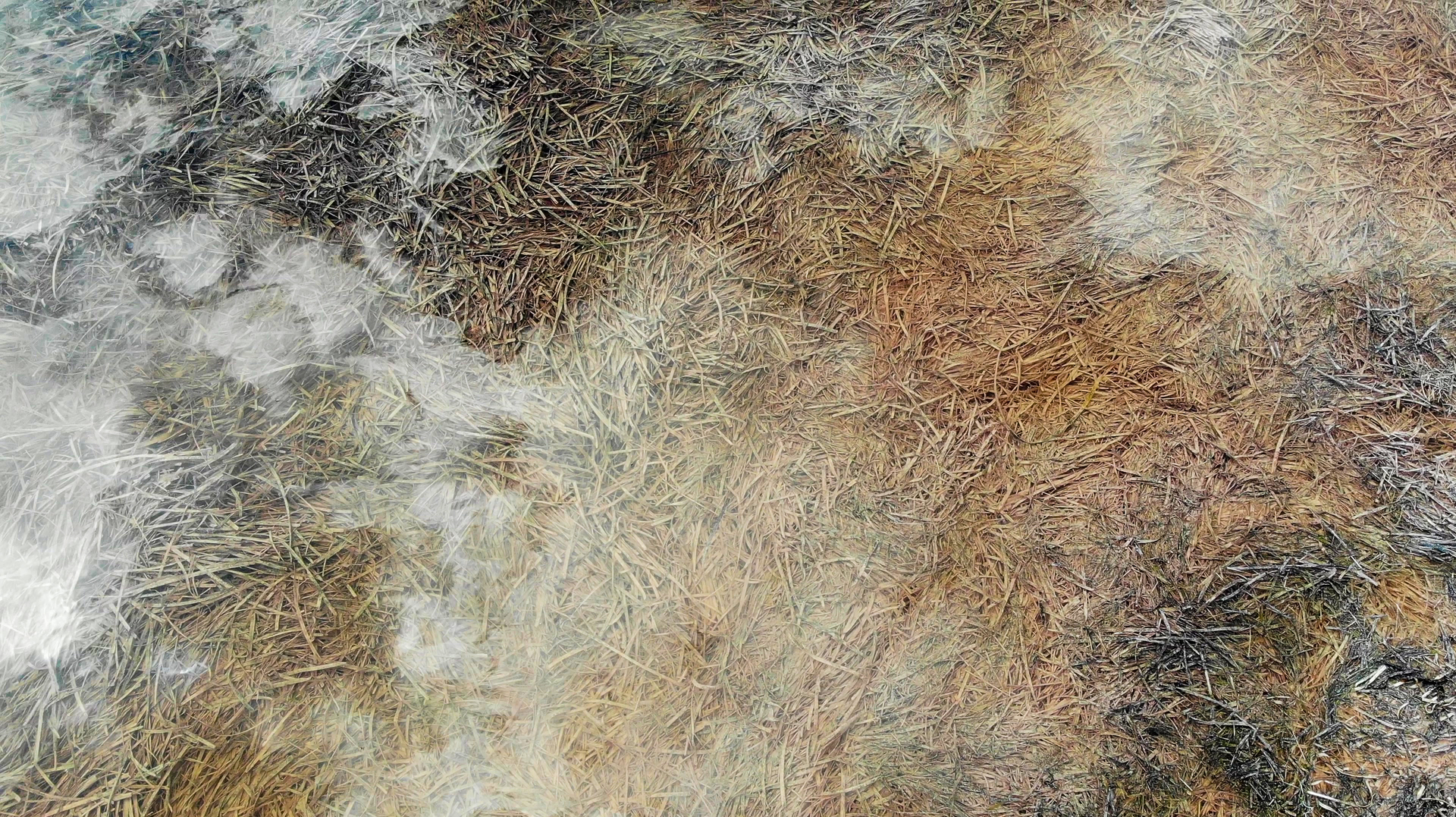 Zostera marina in the sea.