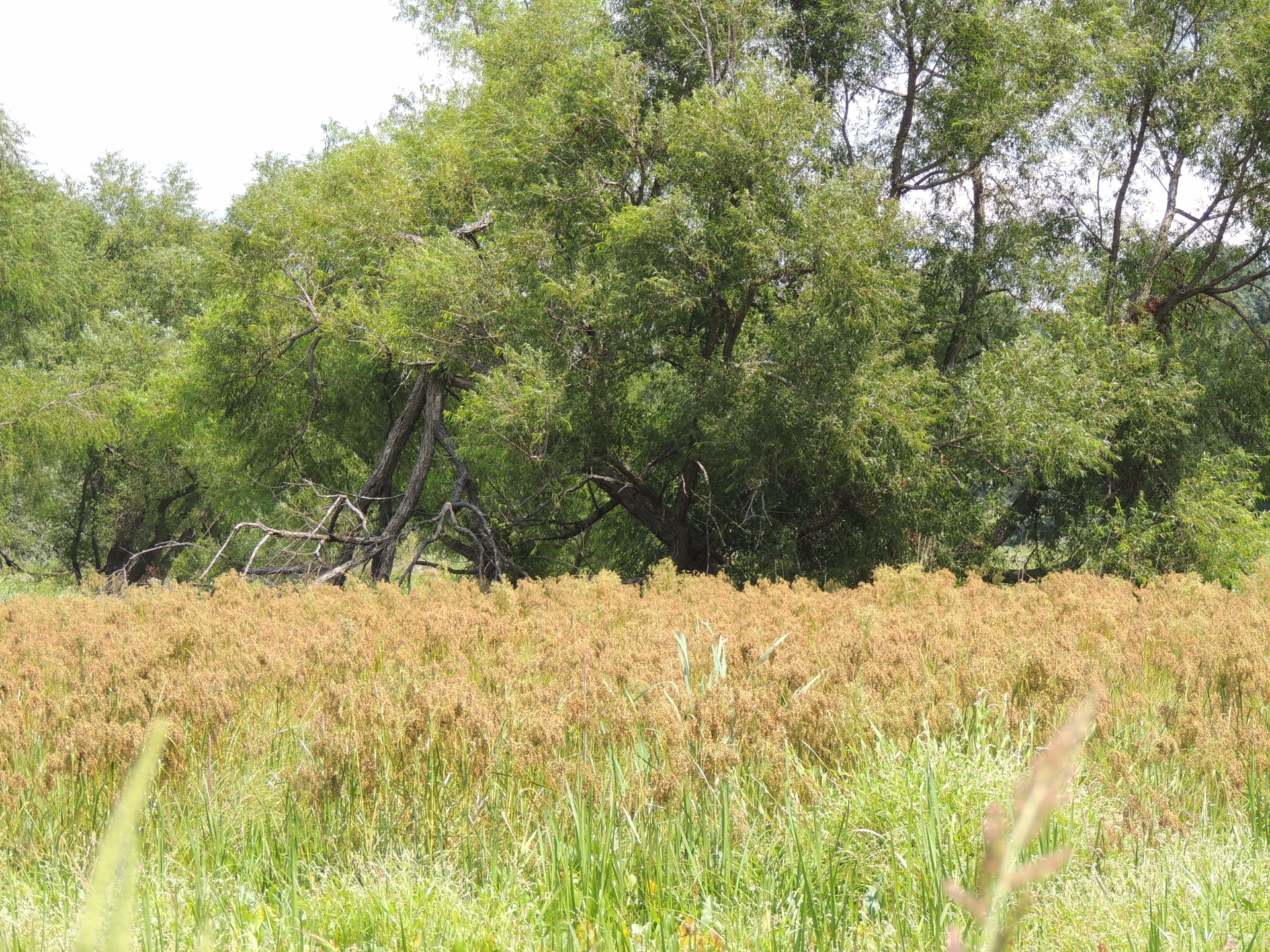 Scirpus cyperinus, also known as Wool Grass, is a clump forming plant that can handle wet or dry conditions.
