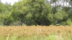 Scirpus cyperinus, also known as Wool Grass, is a clump forming plant that can handle wet or dry conditions.