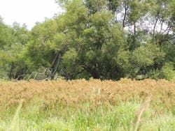 Scirpus cyperinus, also known as Wool Grass, is a clump forming plant that can handle wet or dry conditions. Scirpus cyperinus, also known as Wool Grass, is a clump forming plant that can handle wet or dry conditions.