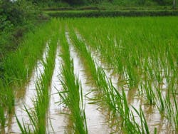 1654811375883 Ricefarm1946224 1920 1654811375883 Ricefarm1946224 1920