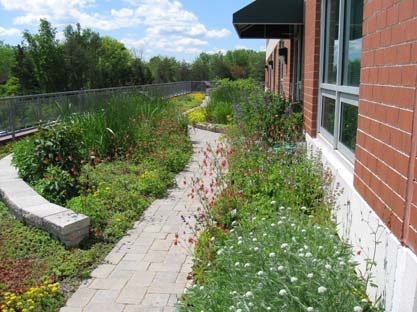 1654811483481-thirsty_duck_1