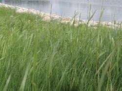 1654812428981 Grass 1654812428981 Grass