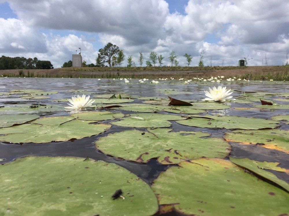 1654812733888 Blooming Wetlands Jerry Hamby