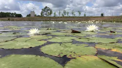 1654812733888-blooming_wetlands_jerry_hamby