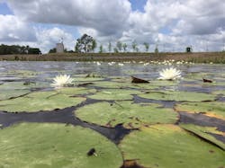 1654812733888 Blooming Wetlands Jerry Hamby 1654812733888 Blooming Wetlands Jerry Hamby