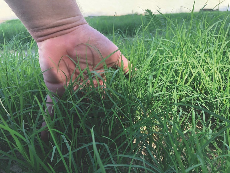 1654813162263 Vegetation
