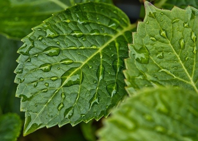 1654813242313 Rain5275624 640