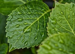 1654813242313 Rain5275624 640 1654813242313 Rain5275624 640