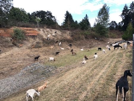 Grazing Goats Manage Overgrown Vegetation in Northwest Vegetation Stormwater Solutions