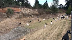 1654813284856-goats_1
