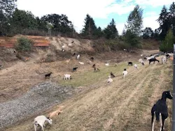 1654813284856 Goats 1