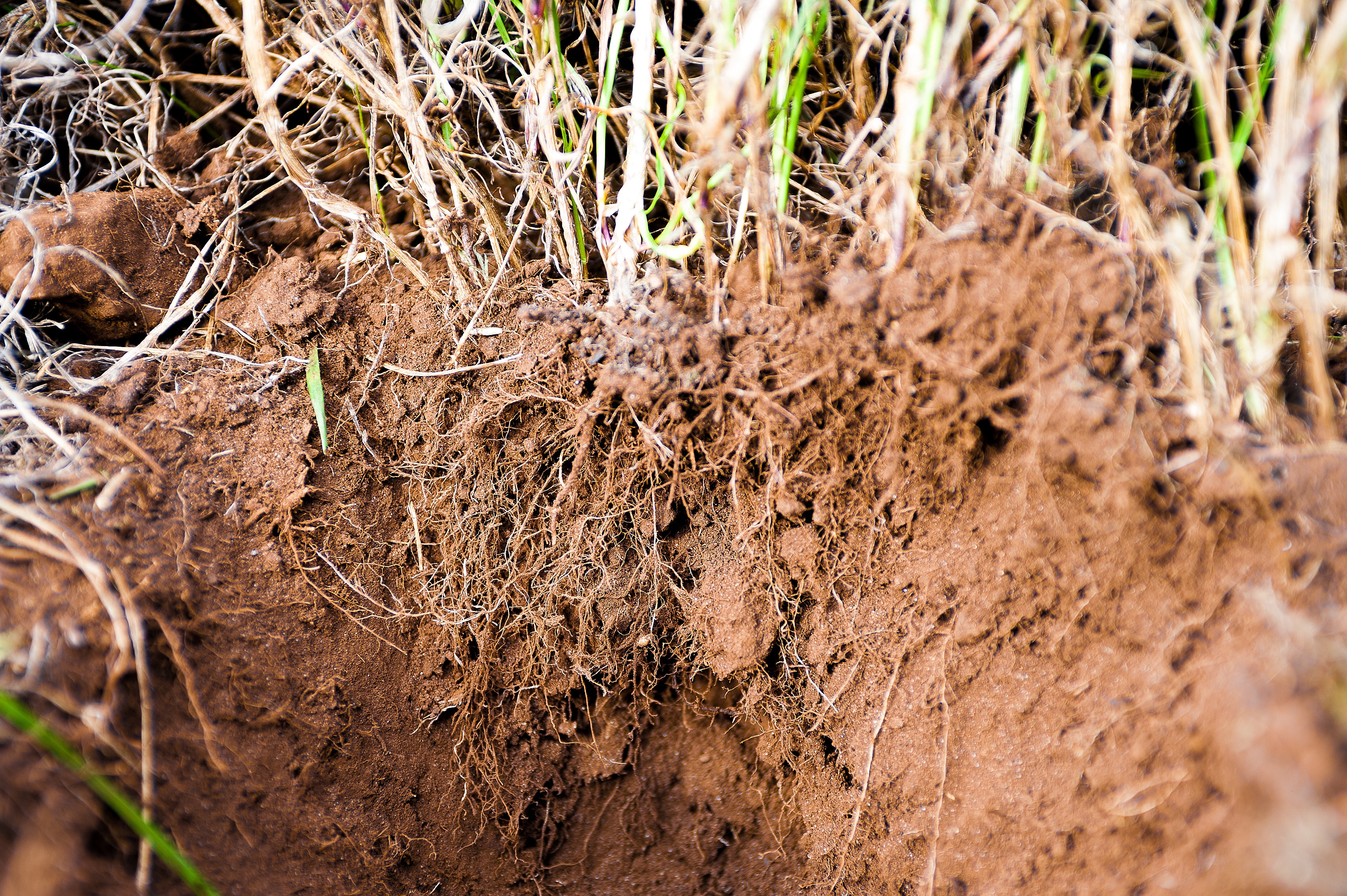 1654813549611-erosioncontrol