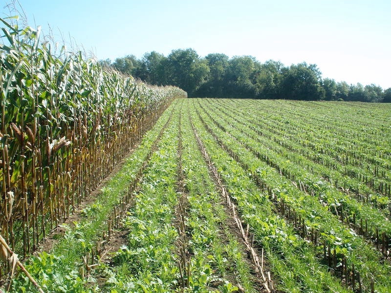 1654813557048 Cover Crop Standing Corn Soil Health