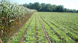 1654813557048-cover_crop_standing_corn_soil_health