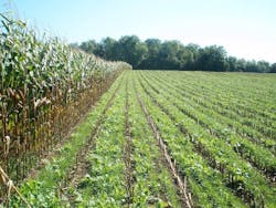 1654813557048 Cover Crop Standing Corn Soil Health 1654813557048 Cover Crop Standing Corn Soil Health