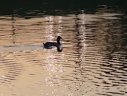 1655233139007 Lake Duck2 1655233139007 Lake Duck2