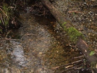 1655233139892 Creek2