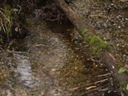 1655233139892 Creek2 1655233139892 Creek2