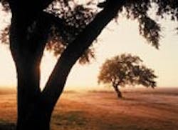 1655233142737 Tree 1655233142737 Tree