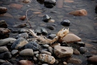 1655259601805 Deadfish123006