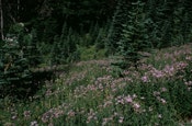 1655259606915 Meadow