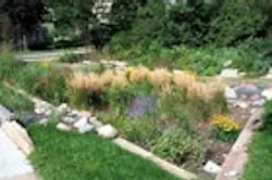 1655259615486 Raingarden04 1655259615486 Raingarden04