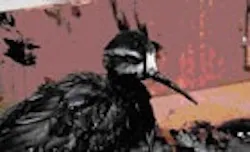 1655259616735 Torchseabird 1655259616735 Torchseabird