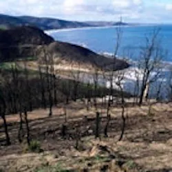 1655259617318 Chimney 1655259617318 Chimney