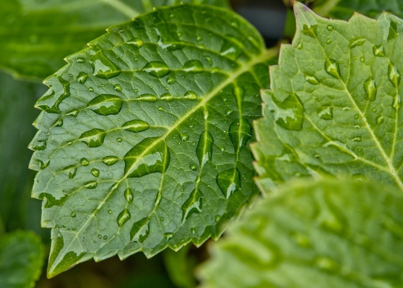 1655259619570 Rain5275624 1920