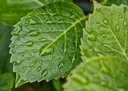 1655259619570 Rain5275624 1920 1655259619570 Rain5275624 1920