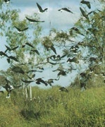 1655259627001 Wetland Birds2