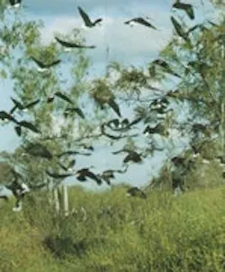 1655259627001 Wetland Birds2 1655259627001 Wetland Birds2