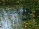 1655259634952 6044frogs