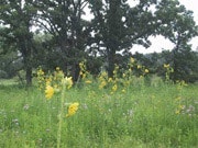 1655260109149 Saw Tooth