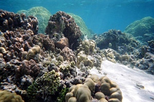 1655260110769 Pacificcorals1lg