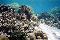 1655260110769 Pacificcorals1lg 1655260110769 Pacificcorals1lg