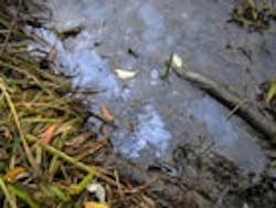 1655260123092 Sheen Small 1655260123092 Sheen Small