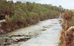 1655260123982 Florida Algae 1655260123982 Florida Algae