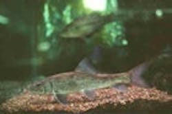 1655260129500 Fish21 1655260129500 Fish21