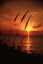 1655260138194 Sea Oats Sunset2851