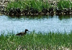 1655260141964 Willetatfreshwaterpond 1655260141964 Willetatfreshwaterpond