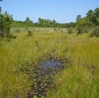 1655260144712 Wetlands De