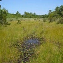 1655260144712 Wetlands De 1655260144712 Wetlands De