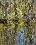 1655260147296 Picayune