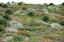 1655260147597 Green Roof2 1655260147597 Green Roof2