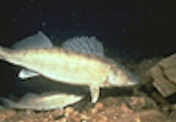 1655260171921 Walleye 1655260171921 Walleye