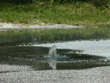1655260173930 Sewer Overflow